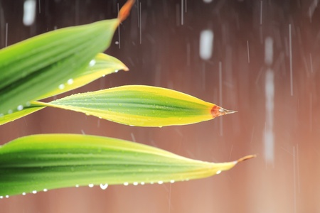 Leaves and rainの写真素材