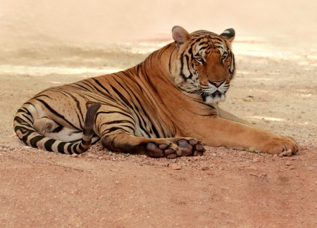 Image of tiger relaxing on the outdoor areaの写真素材