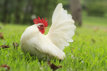 White bantam in the garden