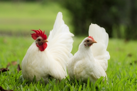 Couple white bantam in the gardenの写真素材
