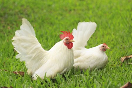 White bantam in the garden