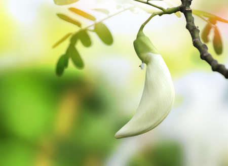 Katuri flowerの写真素材