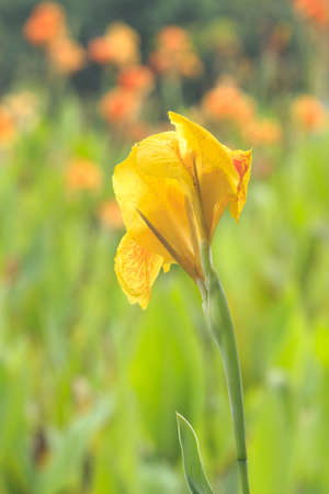 Colorful canna flower