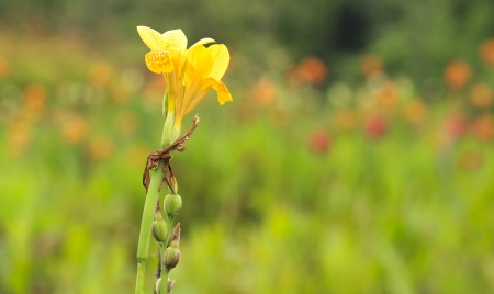Colorful canna flower