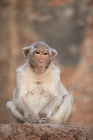 Monkey in Lop Buri Province Thailandの写真素材