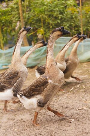 flock of goose の写真素材