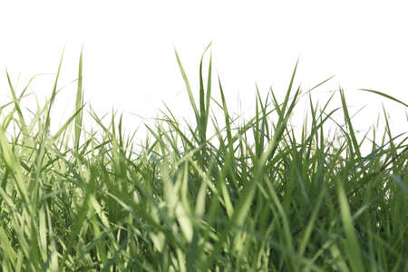 Green grassの写真素材