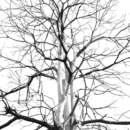 Dead tree on a white backgroundの写真素材