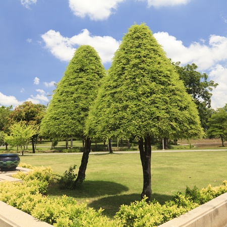 Ornamental plants in the gardenの写真素材