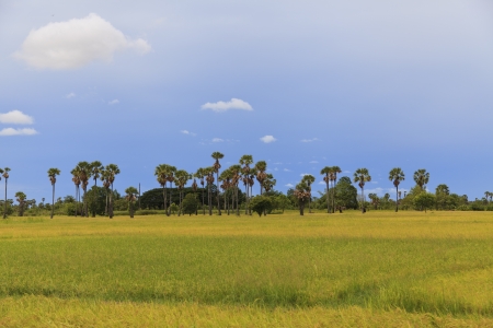 Rice fields and sugar palm treeの写真素材