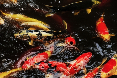Koi fishes feeding in a pond