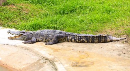 Crocodileの写真素材