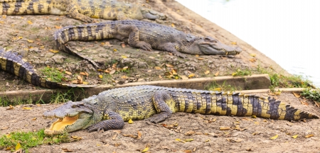 Crocodileの写真素材