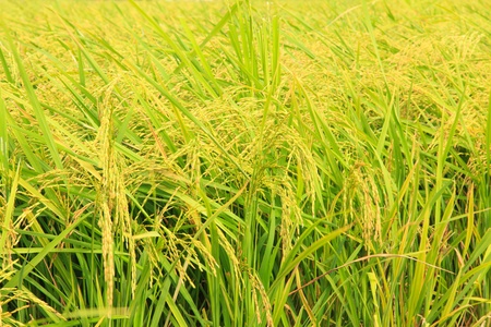 Rice fieldsの写真素材