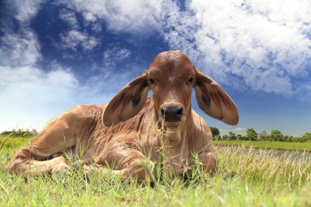 Calf on grass field with blue skyの写真素材