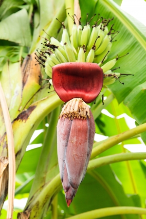 Banana flower on treeの写真素材