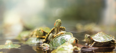 Baby turtles