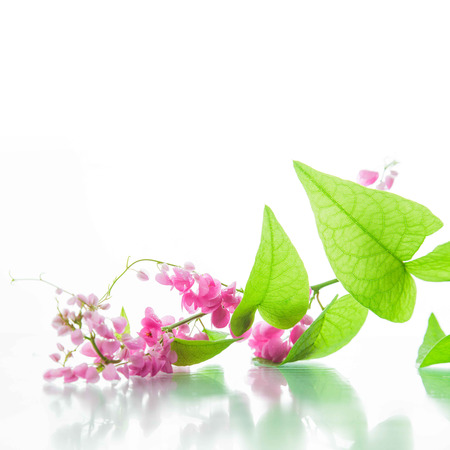Green ivy with pink blossoms isolated on whiteの写真素材