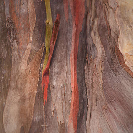 Bark texture pattern の写真素材