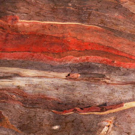 Bark texture pattern の写真素材