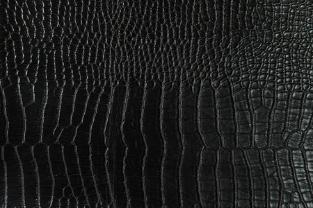 Snake Skinの写真素材