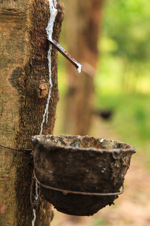 Rubber Latex of rubber trees flows into a bowl の写真素材