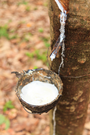 Rubber Latex of rubber trees flows into a bowl の写真素材