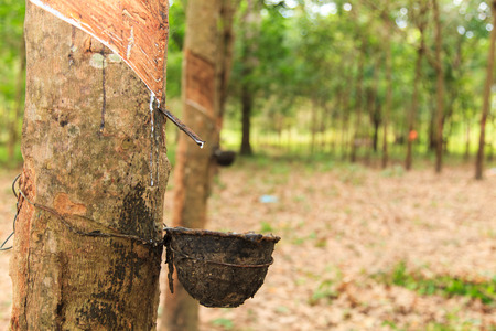 Rubber Latex of rubber trees flows into a bowl の写真素材