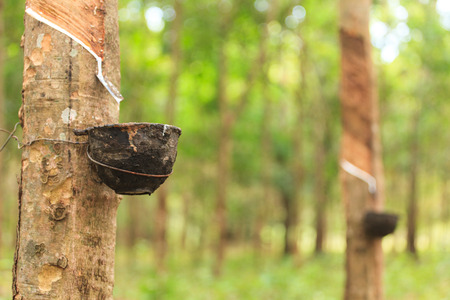 Rubber Latex of rubber trees flows into a bowl の写真素材