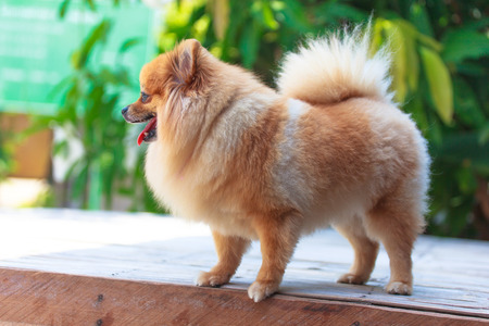 Pomeranianの写真素材