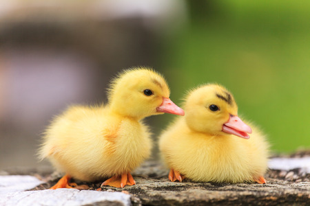 Cute little ducklingsの写真素材