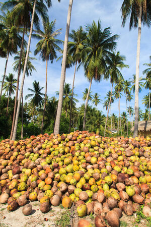 The coconut plantationsの写真素材