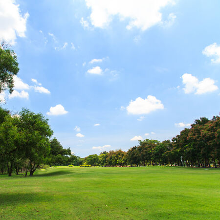 Green trees in beautiful parkの写真素材