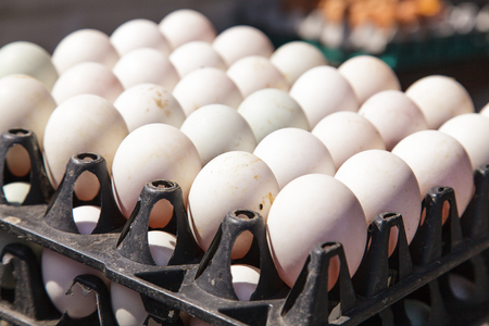 Eggs in the packageの写真素材