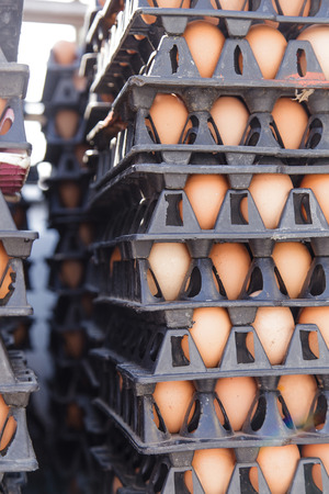 Eggs in the packageの写真素材