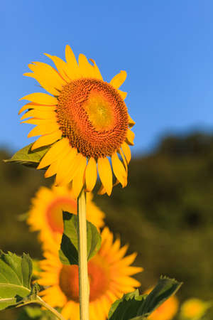 Sunflowerの写真素材