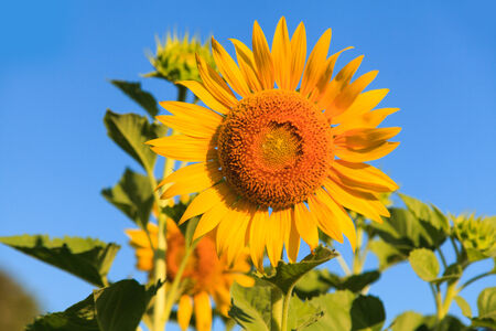 Sunflowerの写真素材