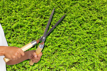 Man gardener cut with clippersの写真素材