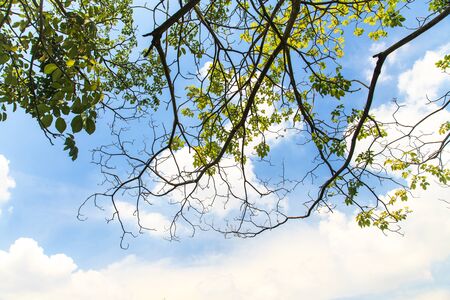 Tree branches at a blue skyの写真素材