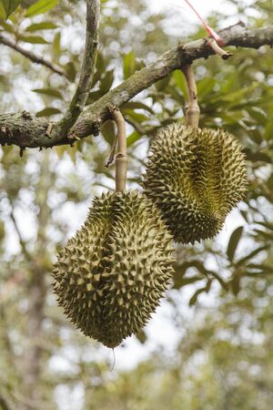 Durian on tree - King of tropical fruits in thailandの写真素材