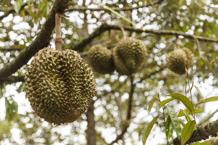 Durian on tree - King of tropical fruits in thailandの写真素材