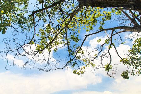 Tree branches at a blue skyの写真素材
