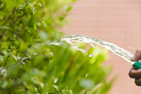 Watering plantsの写真素材