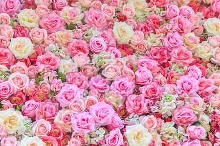 Beautiful colorful roses backgroundの写真素材