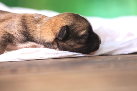 Newborn puppy on a wooden tableの写真素材