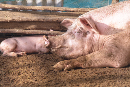 Pigs on a farmの写真素材