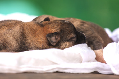 Newborn puppy on a wooden tableの写真素材