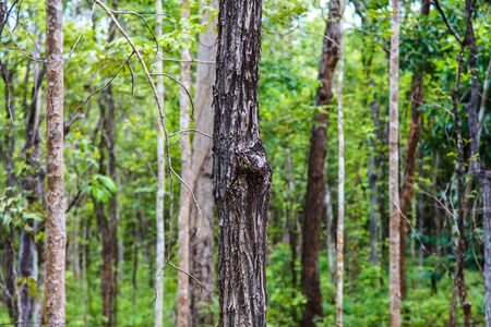 Tropical dense forest Backgroundの写真素材