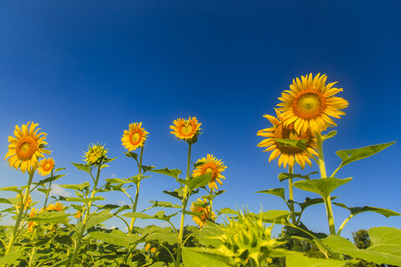 Sunflower on blue skyの写真素材