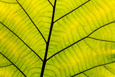Green leaf texture background